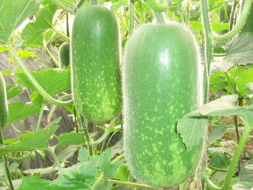 陆垂垂吃瓜,揭秘娱乐圈背后的秘密